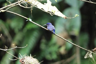 Parlak mavi balıkçı (Alcedo quadribrachys quadribrachys), Alcedinidae familyasından bir kuş türü. Bu fotoğraf Ankasa Ulusal Parkı, Gana 'da çekildi..