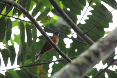 Finsch 'in paslı ardıç kuşu (Stizorhina finschi), ayrıca Finsch' in Ankasa Ulusal Parkı 'ndaki sinekkuşu ardıcı olarak da bilinir.