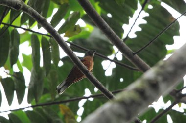 Finsch 'in paslı ardıç kuşu (Stizorhina finschi), ayrıca Finsch' in Ankasa Ulusal Parkı 'ndaki sinekkuşu ardıcı olarak da bilinir.