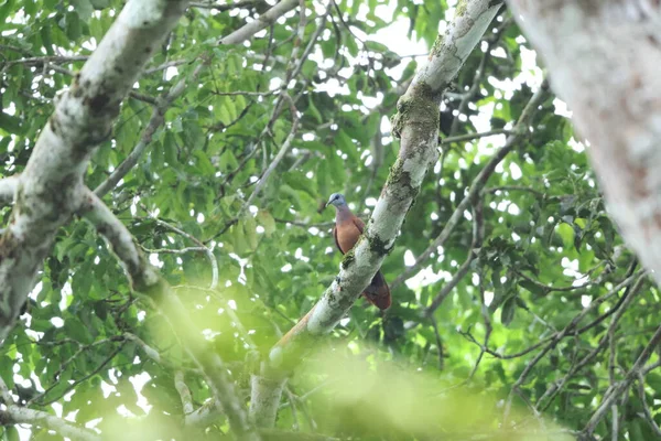 Ankasa Ulusal Parkı 'ndaki mavi başlı güvercin (Turtur brehmeri)
