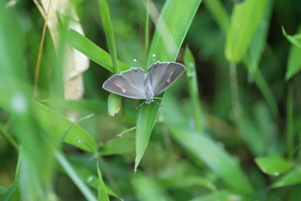 Hairstreak zielone Latifasciatus (Favonius cognatus) w Japonii — Zdjęcie stockowe