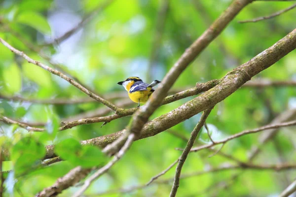 Barca a petto giallo (Machaerirhynchus flaviventer) in Australia — Foto Stock