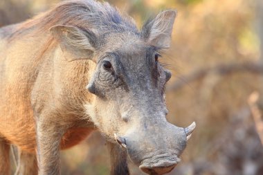 Yaban domuzu (Phacochoerus aethiopicus) köstebek Milli Parkı, Gana çöl