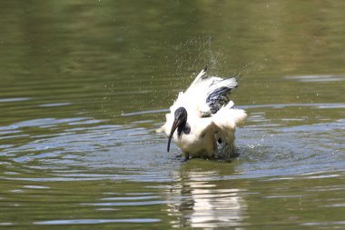 Afrika kutsal aynağı (threskiornis aethiopicus)