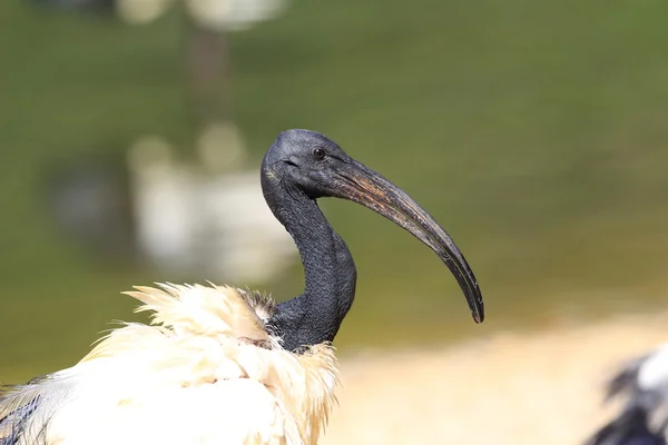 Afrikansk hellig ibis (Threskiornis aethiopicus ) - Stock-foto