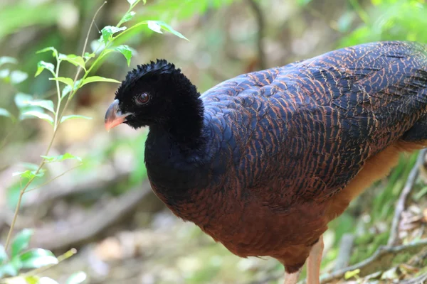 Αλβέρτου curassow (Crax alberti) — Φωτογραφία Αρχείου