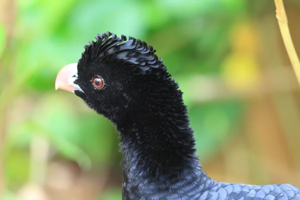 Αλβέρτου curassow (Crax alberti) — Φωτογραφία Αρχείου