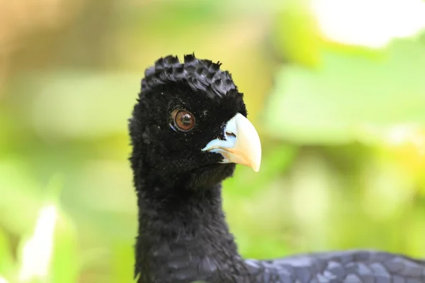 アルバートのホウカンチョウ (Crax alberti) — ストック写真