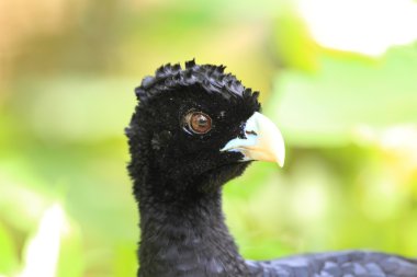 Albert'ın curassow (Crax alberti)