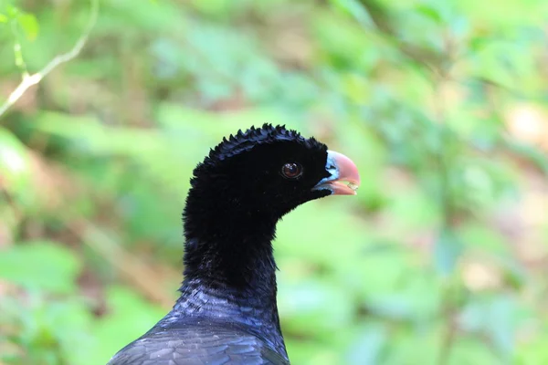 アルバートのホウカンチョウ (Crax alberti) — ストック写真