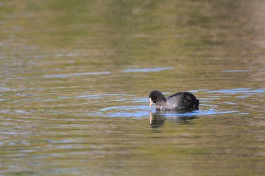 Avrasya veya ortak Sakarmeke (fulica atra) Japonya