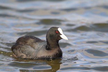 Avrasya veya ortak Sakarmeke (fulica atra) Japonya