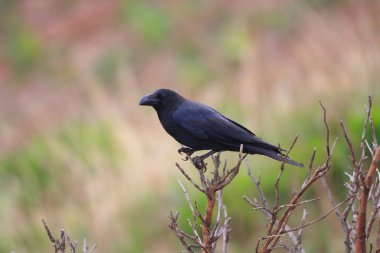 Japonya'da büyük gagalı karga (Corvus macrorhynchos)