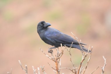 Japonya'da büyük gagalı karga (Corvus macrorhynchos)