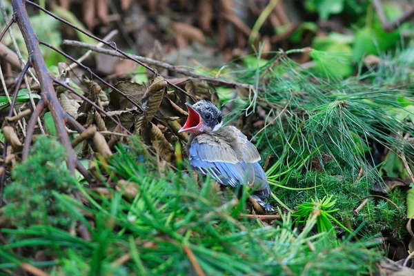 Azure 날개 까치 (Cyanopica cyana) 일본에서 — 스톡 사진