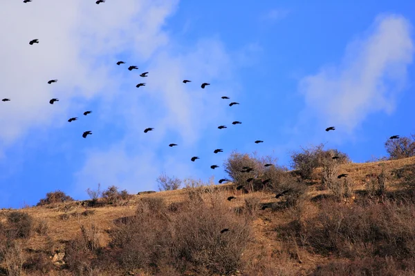 Flocks of Daurian jackdaw (Corvus dauuricus) in China — Stock Photo, Image