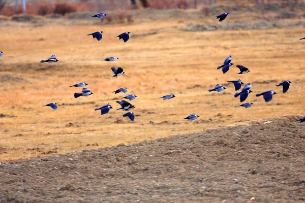 Herden der Daurischen Dohle (corvus dauuricus) in China — Stockfoto