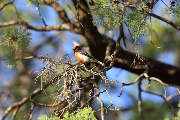 호주에서 레드 신 로빈 (Petroica goodenovii) — 스톡 사진