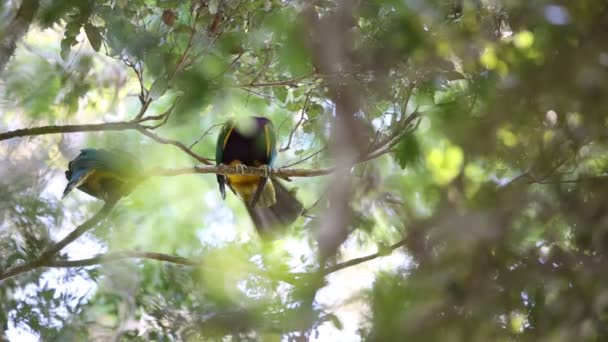 Wompoo ovoce Dove (Ptilinopus magnificus) v Lamington Nováková, Austrálie — Stock video