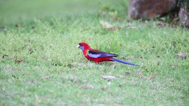 Rosella carmesí (Platycercus elegans) en Australia — Vídeo de stock