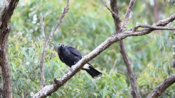 Pied currawong (Strepera graculina) in Australia — Stock Video