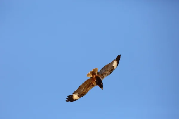 Black-breasted Buzzard (Hamirostra melanosternon) in Australia — Stock Photo, Image