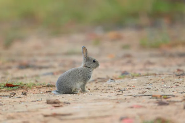 Young little rabbit in the meadow — Stock Photo, Image