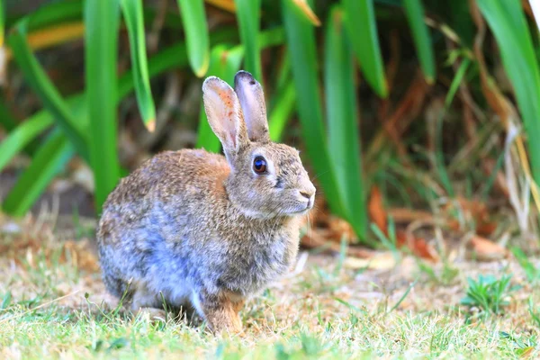 Kleines Kaninchen auf der Wiese — Stockfoto