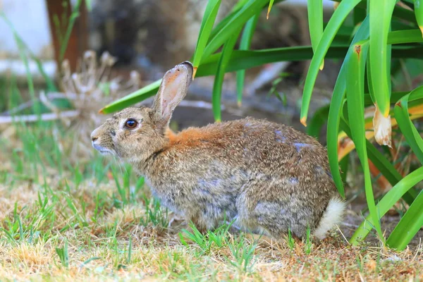 Young little rabbit in the meadow — Stock Photo, Image