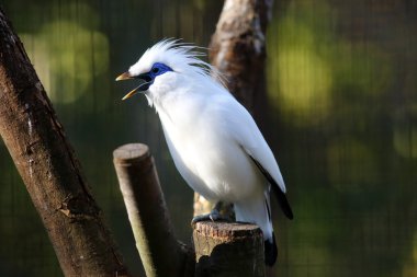 Bali myna (Leucopsar rothschildi)