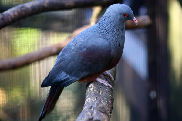 Новокаледонский голубь (Ducula goliath) ) — стоковое фото