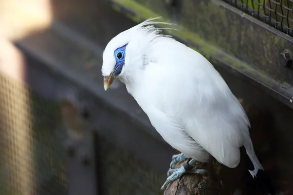 Bali-Myna (Leucopsar rothschildi) — Stockfoto