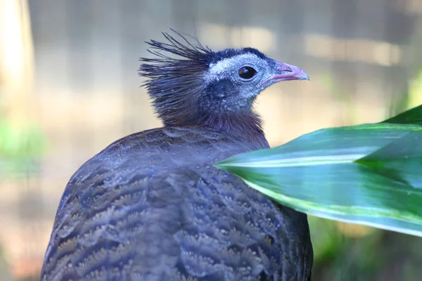 베트남에서 볏된 아르고스 (Rheinardia ocellata) — 스톡 사진