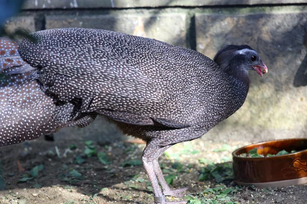 Crested argus (Rheinardia ocellata) en Vietnam — Foto de Stock