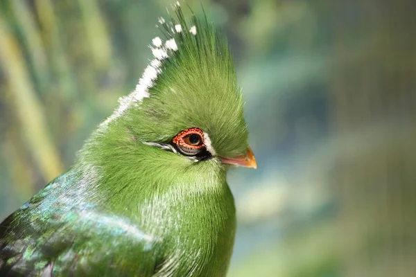 Livingston van toerako's (Tauraco livingstonii) in Tanzania — Stockfoto