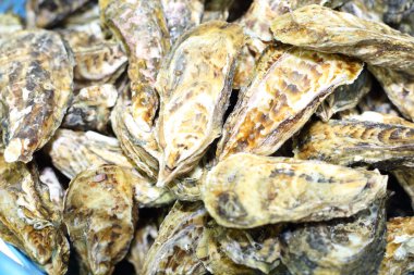 İstiridye kabuğu satış