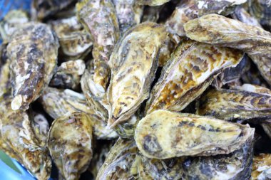 İstiridye kabuğu satış