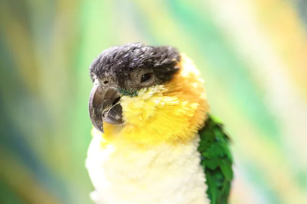 Kokmeeuw Parrot (Pionites melanocephalus) in North Amazon — Stockfoto