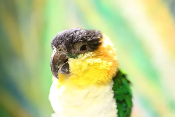 北米アマゾンで黒頭のオウム (Pionites melanocephalus) — ストック写真