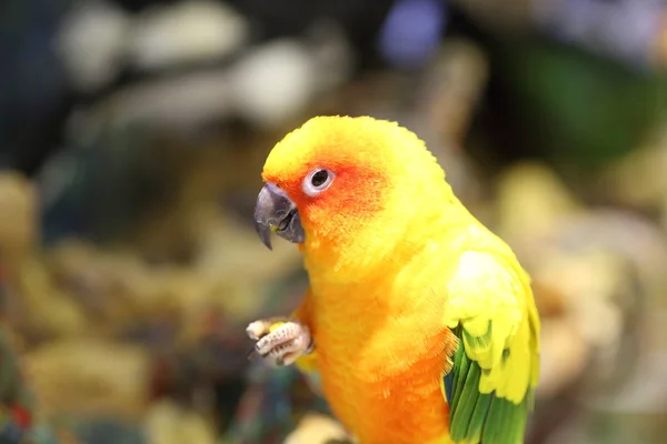 Conure solar (Aratinga solstitialis solstitialis ) —  Fotos de Stock