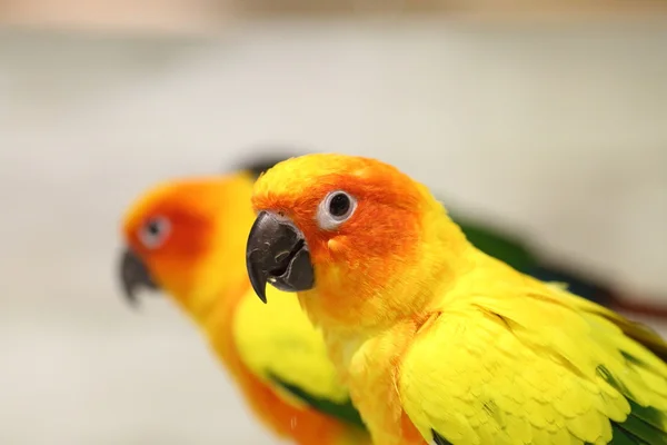 Conure solar (Aratinga solstitialis solstitialis ) —  Fotos de Stock