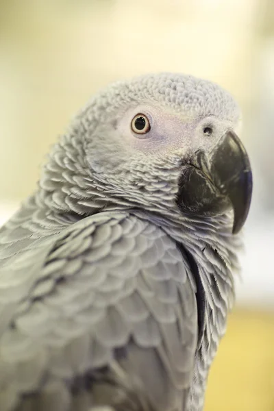 Szary papuga (Psittacus erithacus) z bliska — Zdjęcie stockowe