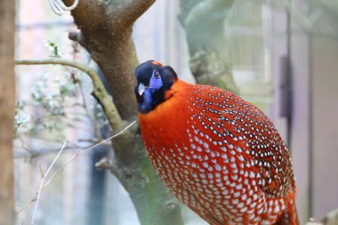 Temminck's tragopan (tragopan temmincki)