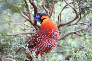 Temminck's tragopan (tragopan temmincki)