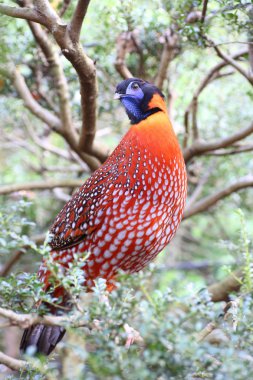Temminck's tragopan (tragopan temmincki)