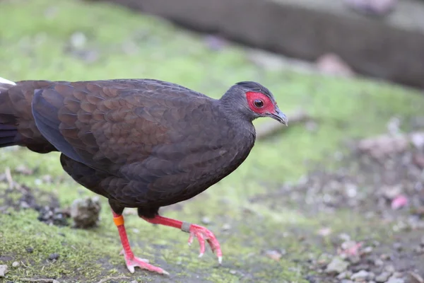 Edwards w lub Wietnamski Bażant (Lophura hatinhensis) — Zdjęcie stockowe