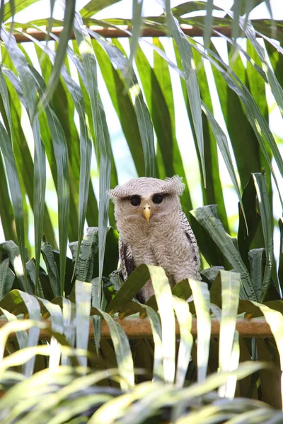 Chouette-aigle rayée (Bubo sumatranus) en Thaïlande du Sud — Photo