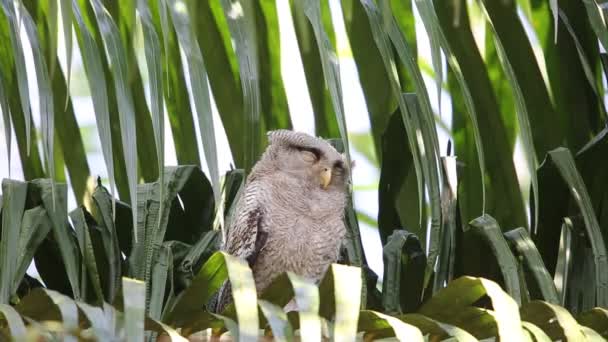 Bandad-berguv (Bubo sumatranus) i södra Thailand — Stockvideo