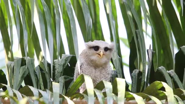 Barred eagle-owl (Bubo sumatranus) in South Thailand — Stock Video