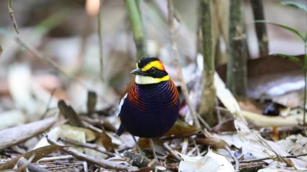 Malaiisch gebänderte Pitta (hydrornis irena) in Südthailand — Stockvideo